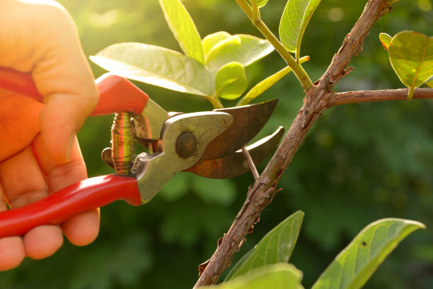 Best Weed Control  in South Whittier, CA